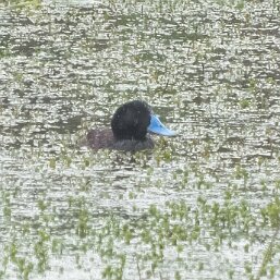 Blue-billed Duck